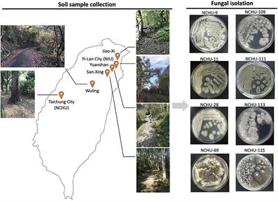 Construction and Selection of an Entomopathogenic Fungal Library From Soil Samples for Controlling Spodoptera litura